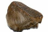 Fossil Woolly Mammoth Upper M Molar - Poland #337183-3